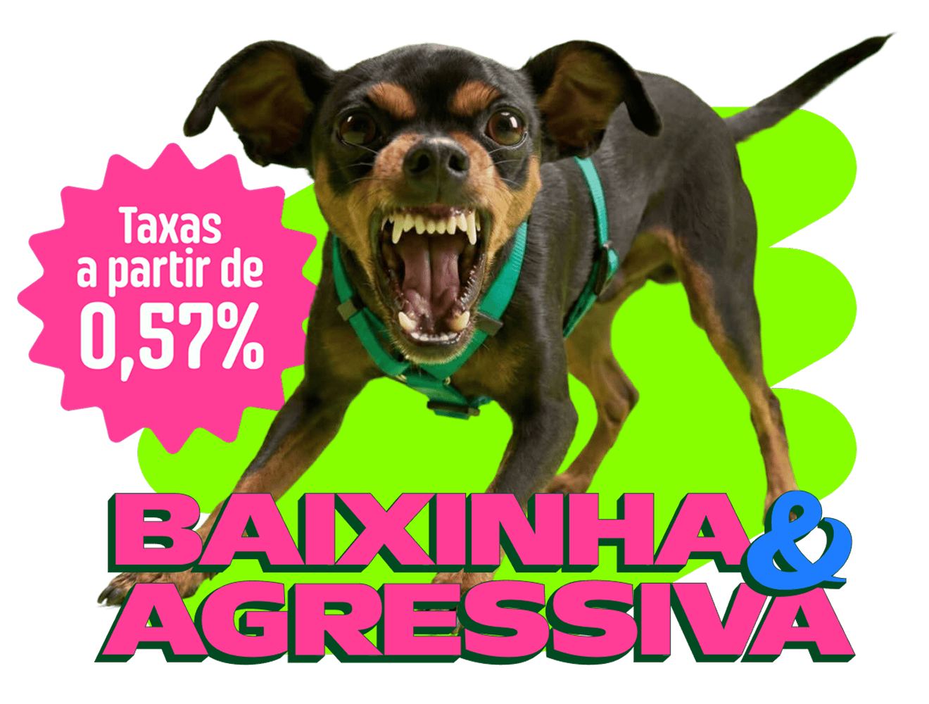 Um cachorro de pequeno porte, semelhante a um pinscher, rosnando de forma muito agressiva e mostrando os dentes. O cão usa uma coleira verde e está à frente de uma forma abstrata verde neon, com fundo preto. À esquerda, há um selo rosa em formato de explosão com o texto 'Taxas a partir de 0,57%'. Na parte inferior, um letreiro grande e em destaque diz 'BAIXINHA & AGRESSIVA' em letras rosas com o símbolo '&' em azul.