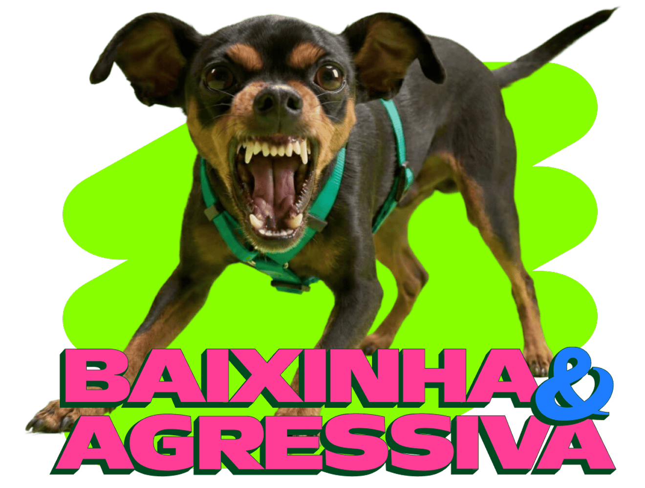Cachorrinha pinscher latindo com peitoral verde, ao lado do texto "Baixinha & Agressiva".